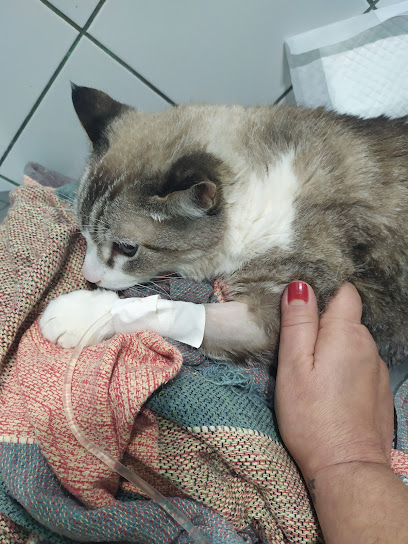 Sozed - clínica veterinária em Rio de Janeiro - RJ