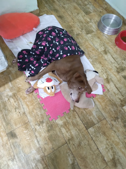 Stima Vet - Veterinário em Santo André - SP