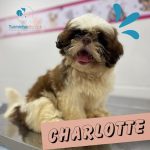 Imagem ilustrativa da empresa Turminha da Vet - Consultório Veterinário em Santo André - SP