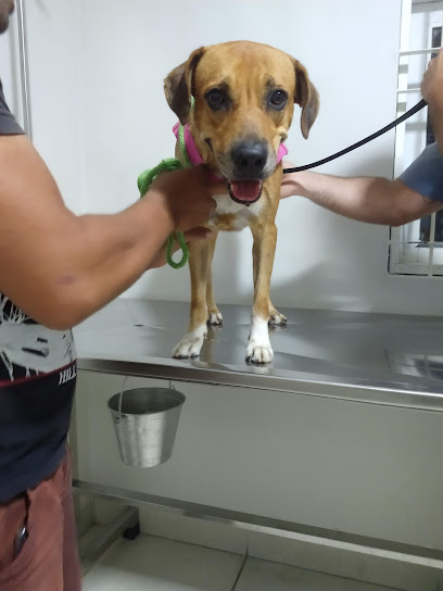 VET CLINIC MANAUS - Veterinário em Manaus - AM