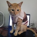 Imagem ilustrativa da empresa Veterinária a Domicilio Tatiana Novaes - Bicho Felpudo em Uberlândia - MG