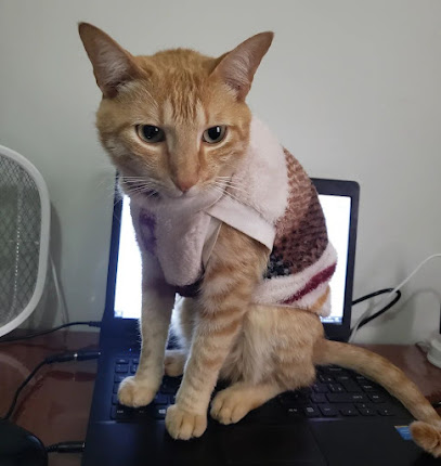 Veterinária a Domicilio Tatiana Novaes - Bicho Felpudo em Uberlândia - MG