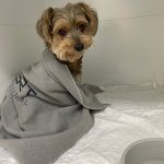 Imagem ilustrativa da empresa Veterinária Bichos e Caprichos em Rio de Janeiro - RJ