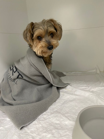 Veterinária Bichos e Caprichos em Rio de Janeiro - RJ