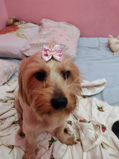 Veterinária Dr. Marcia Bernardini em Rio de Janeiro - RJ