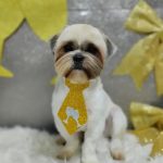 Imagem ilustrativa da empresa Veterinária e Pet Shop Avila em São Gonçalo - RJ