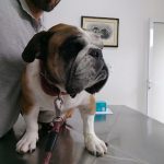 Imagem ilustrativa da empresa Veterinária e Pet Shop São Francisco em São José dos Campos - SP