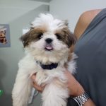 Imagem ilustrativa da empresa Veterinária Popular Lervet Colubandê em São Gonçalo - RJ