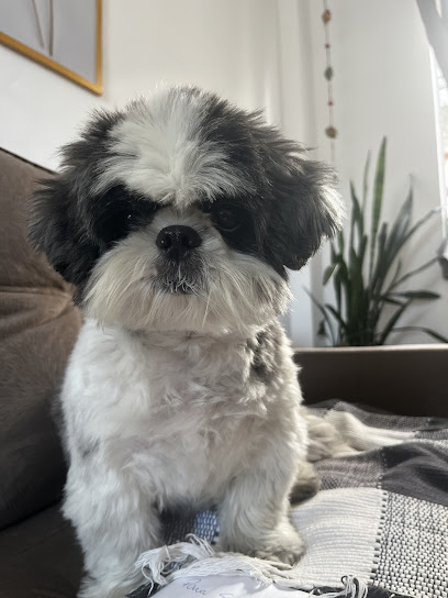 Veterinária Popular Lervet Mutuá em São Gonçalo - RJ