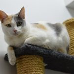 Imagem ilustrativa da empresa Veterinária Salvatori em São Gonçalo - RJ