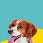 Imagem ilustrativa da empresa Veterinária Santa Luzia em São Gonçalo - RJ