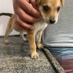 Imagem ilustrativa da empresa Veterinária São Amigos em São Gonçalo - RJ