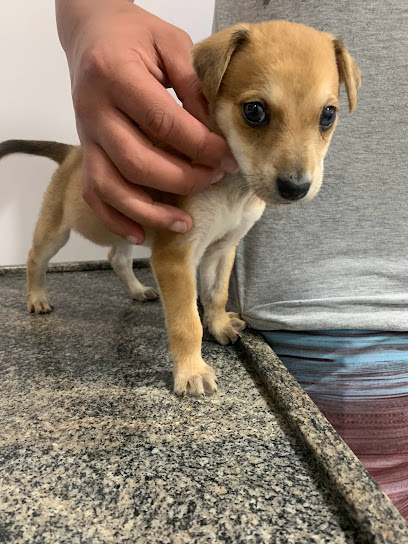 Veterinária São Amigos em São Gonçalo - RJ