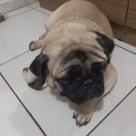 Imagem ilustrativa da empresa Veterinária SOS Focinhos em São Gonçalo - RJ