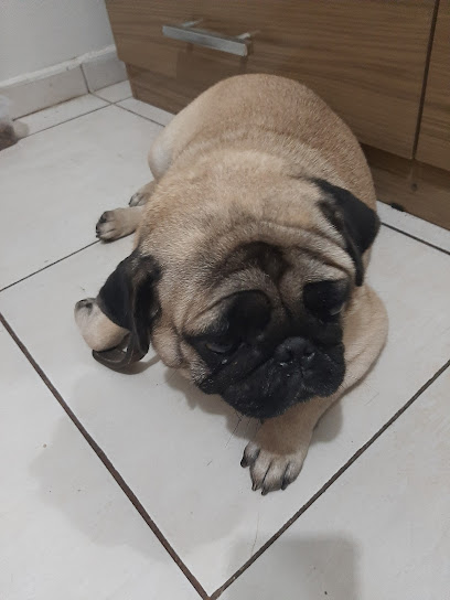 Veterinária SOS Focinhos em São Gonçalo - RJ