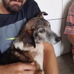 Imagem ilustrativa da empresa Veterinário Dr Ernanes De Oliveira em Santo André - SP