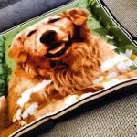 Imagem ilustrativa da empresa Veterinário e Pet Shop Focinhos & Cia em São Bernardo do Campo - SP