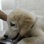 Imagem ilustrativa da empresa VetPetS Clínica Veterinária em Rio de Janeiro - RJ