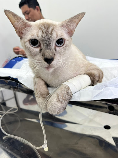 Vets 4 Pets Clínica Veterinária em Manaus - AM