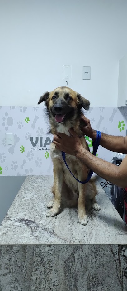 Via Pet - Veterinário em João Pessoa - PB