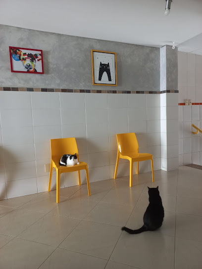 A RENOVE & PetDOC Odontologia Veterinária, Cirurgia Oral e Clínica Geral em Salvador - BA