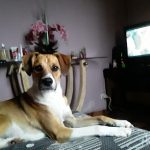 Imagem ilustrativa da empresa Alegria dos Pets - Veterinário em São Bernardo do Campo - SP