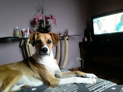 Imagem ilustrativa da empresa Alegria dos Pets - Veterinário em São Bernardo do Campo - SP