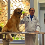 Imagem ilustrativa da empresa Almir Tavares | Hospital Veterinário | Veterinários 24 Horas em Maceió - AL