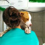 Imagem ilustrativa da empresa Alpha - Hospital Veterinário 24h em Guarulhos - SP