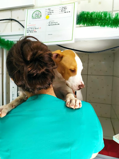Alpha - Hospital Veterinário 24h em Guarulhos - SP