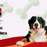 Imagem ilustrativa da empresa Amamos Pets Clínica Veterinária em Nova Iguaçu - RJ