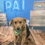 Imagem ilustrativa da empresa Amity Pet - Veterinário em São Bernardo do Campo - SP