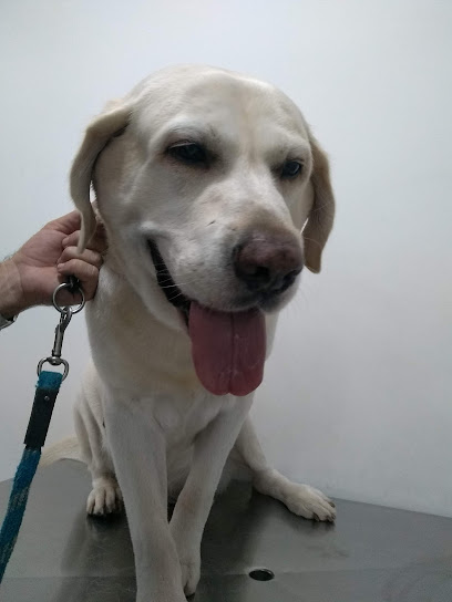Animais Veterinária em São Paulo - SP