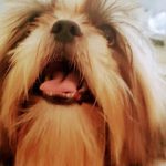 Imagem ilustrativa da empresa Animais.com - Veterinário em Maceió - AL