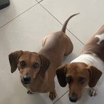 Imagem ilustrativa da empresa AnimalClinic - Clínica Veterinária, Banho & Tosa e Pet Shop em Aparecida de Goiânia - GO