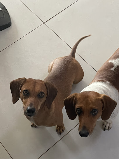 AnimalClinic - Clínica Veterinária, Banho & Tosa e Pet Shop em Aparecida de Goiânia - GO