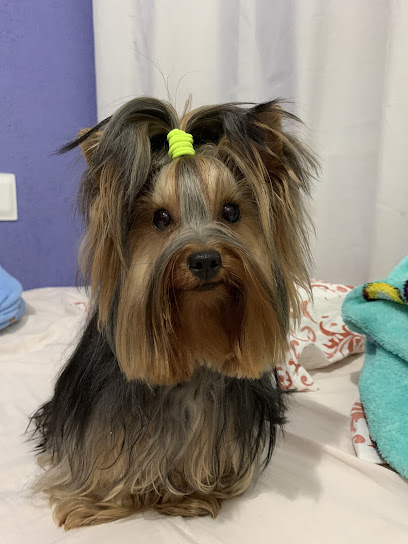 Animania-Clínica Veterinária em Recife - PE