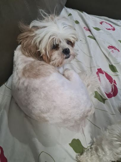 Apaixonados por quatro patas - Unidade Vista Alegre - Veterinário em Rio de Janeiro - RJ