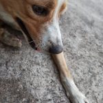 Imagem ilustrativa da empresa Arca de Noé | Clínica Veterinária 24h em Goiânia - GO