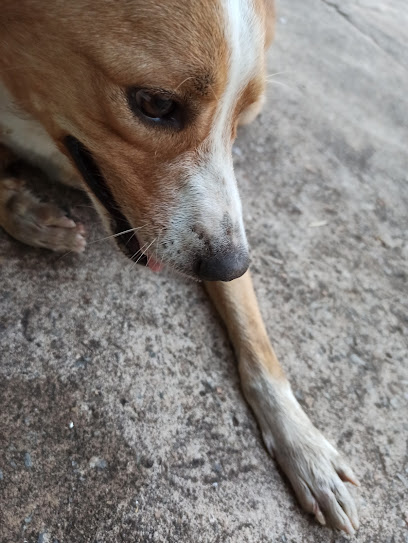 Arca de Noé | Clínica Veterinária 24h em Goiânia - GO