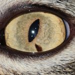 Imagem ilustrativa da empresa ATENDIMENTO MEDICO ANIMAL CENTRO CLÍNICO GERAL , CIRÚRGICO E ESPECIALIZADO - Veterinário em São Paulo - SP