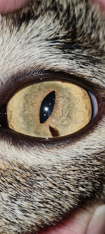 ATENDIMENTO MEDICO ANIMAL CENTRO CLÍNICO GERAL , CIRÚRGICO E ESPECIALIZADO - Veterinário em São Paulo - SP