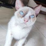 Imagem ilustrativa da empresa Atendimento Veterinário a domicílio - Dr° Jaciara melo em Maceió - AL