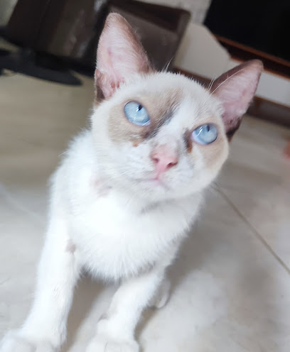 Atendimento Veterinário a domicílio - Dr° Jaciara melo em Maceió - AL