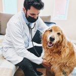 Imagem ilustrativa da empresa Atendimento Veterinário Domiciliar - Dr. Bertoloni em São Bernardo do Campo - SP