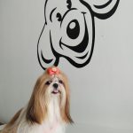 Imagem ilustrativa da empresa AuAuVet - Veterinário em Fortaleza - CE