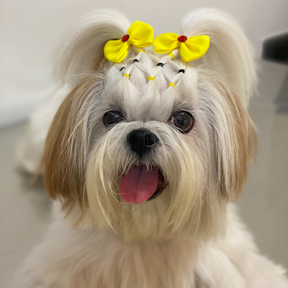 Aurora Pets - Consultório Veterinário e Pet shop em Goiânia - GO