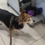 Imagem ilustrativa da empresa Baby Dog's - Veterinário em Rio de Janeiro - RJ
