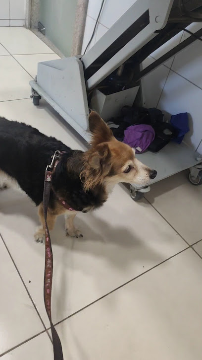 Baby Dog's - Veterinário em Rio de Janeiro - RJ