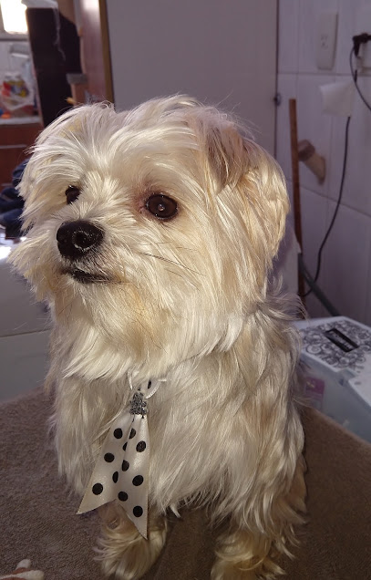 Barão Vet - Veterinário em Campinas - SP